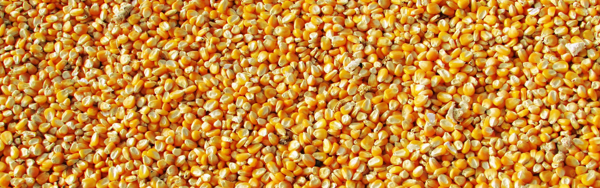 Maíz pisingallo